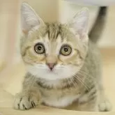 マンチカン(短足)【千葉県・女の子・2025年7月31日・ブラウンタビー】の写真3「🐱複数頭の見学も可能🐱兄弟や他のネコちゃんも見れます💛」