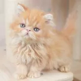 エキゾチックショートヘア【千葉県・男の子・2025年9月1日・レッドタビー】の写真3「🐱複数頭の見学も可能🐱兄弟や他のネコちゃんも見れます💛」