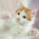 ノルウェージャンフォレストキャット【千葉県・男の子・2025年9月7日・レッドタビー&ホワイト】の写真3「🐱複数頭の見学も可能🐱兄弟や他のネコちゃんも見れます💛」