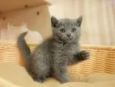 マンチカン(長足)【千葉県・女の子・2025年8月9日・ブルー】の写真3「🐱複数頭の見学も可能🐱兄弟や他のネコちゃんも見れます💛」