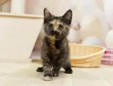 マンチカン(長足)【千葉県・女の子・2025年3月1日・トーティ】の写真3「🐱複数頭の見学も可能🐱兄弟や他のネコちゃんも見れます💛」