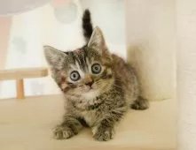 マンチカン(短足)【千葉県・女の子・2025年8月24日・ブラウンパッチドタビー】の写真3「🐱複数頭の見学も可能🐱兄弟や他のネコちゃんも見れます💛」
