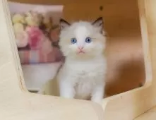 ラグドール【千葉県・男の子・2025年7月23日・シールポイントバイカラー】の写真4「💉全頭健康診断実施済み💉毎週専属の獣医師がネコちゃんの体調チェックをしています」