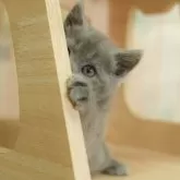 マンチカン(長足)【千葉県・女の子・2025年8月9日・ブルー】の写真4「💉全頭健康診断実施済み💉毎週専属の獣医師がネコちゃんの体調チェックをしています」