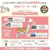 マンチカン(短足)【千葉県・女の子・2025年8月9日・ブルー】の写真4「【愛知・広島県限定✈】近隣引渡利用で🌟動物サポート料全額負担！🌟」