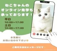 マンチカン(長足)【千葉県・男の子・2025年3月1日・ブルー】の写真7「スマホ・パソコンから簡単アクセス📱自宅から気軽に🏠オンライン見学できます📱✨」