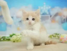 ノルウェージャンフォレストキャット【千葉県・男の子・2025年12月25日・クリームタビー&ホワイト】の写真5「平日お迎えキャンペーン開催中🌸＼今なら5,000円OFF！／」