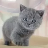 ブリティッシュショートヘア【千葉県・男の子・2025年9月5日・ブルー】の写真5「平日お迎えキャンペーン開催中🌸＼今なら5,000円OFF！／」