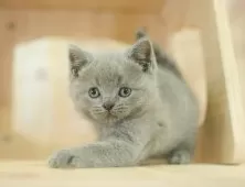 ブリティッシュショートヘア【千葉県・男の子・2025年9月13日・ブルー】の写真5「平日お迎えキャンペーン開催中🌸＼今なら5,000円OFF！／」