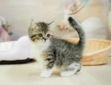 マンチカン(長足)【千葉県・男の子・2025年2月2日・ブラウンタビー&ホワイト】の写真10「🌟全頭総額表示🌟接種済ワクチン代・マイクロチップ代・健康診断料込」