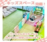 マンチカン(長足)【千葉県・女の子・2025年3月1日・トーティ】の写真13「【キッズスペース完備👶🧸】小さなお子さま連れでも安心♪ご家族でお気軽に見学にお越しください✨」