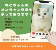 ノルウェージャンフォレストキャット【千葉県・女の子・2025年12月8日・ホワイト系/ブラウン系】の写真7「スマホ・パソコンから簡単アクセス📱自宅から気軽に🏠オンライン見学できます📱✨」