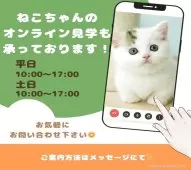 ノルウェージャンフォレストキャット【千葉県・女の子・2025年3月29日・キャリコ】の写真7「スマホ・パソコンから簡単アクセス📱自宅から気軽に🏠オンライン見学できます📱✨」