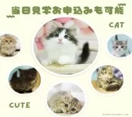 ミヌエット(短足)【千葉県・男の子・2025年5月25日・ブラウンタビー】の写真8「「今日行きたい！」その気持ち、大歓迎🌸当日の見学お申し込みもOKです！お気軽にご連絡ください🐱」