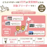 ラグドール【千葉県・男の子・2025年7月23日・シールポイントバイカラー】の写真5「【愛知・広島県限定✈】近隣引渡利用で🌟動物サポート料全額負担！🌟」