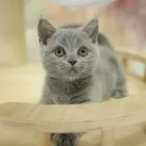 マンチカン(短足)【千葉県・女の子・2025年8月1日・ブルー】の写真9「🌟全頭総額表示🌟接種済ワクチン代・マイクロチップ代・健康診断料込」