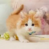 ノルウェージャンフォレストキャット【千葉県・男の子・2025年10月25日・レッドタビー&ホワイト】の写真9「🌟全頭総額表示🌟接種済ワクチン代・マイクロチップ代・健康診断料込」