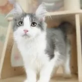 ノルウェージャンフォレストキャット【千葉県・男の子・2025年6月20日・ブルー&ホワイト】の写真9「🌟全頭総額表示🌟接種済ワクチン代・マイクロチップ代・健康診断料込」