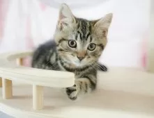 スコティッシュフォールド(立ち耳)【千葉県・男の子・2025年2月3日・ブラウンタビー】の写真9「🛫遠方の方はオンライン見学も可能です🚄」