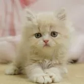 ミヌエット(長足)【千葉県・男の子・2025年6月22日・クリーム】の写真9「🌟全頭総額表示🌟接種済ワクチン代・マイクロチップ代・健康診断料込」