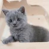 ブリティッシュショートヘア【千葉県・男の子・2025年9月5日・ブルー】の写真9「🌟全頭総額表示🌟接種済ワクチン代・マイクロチップ代・健康診断料込」
