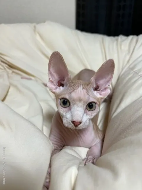 ID:2108-01165の子猫
