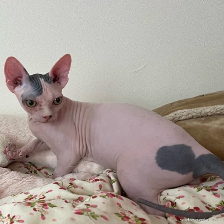 スフィンクス猫 銀製プルーフ スフィンクス猫 銀製プルーフ スフィンクス猫 銀製プルーフ