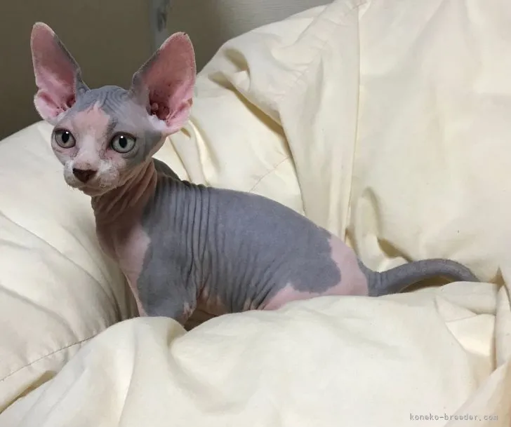 ID：2107-02412の子猫