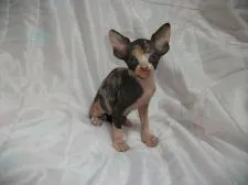 スフィンクス【滋賀県・女の子・2016年5月19日・キャリコ】の写真1