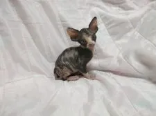 スフィンクス【滋賀県・女の子・2016年5月19日・キャリコ】の写真3