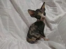 スフィンクス【滋賀県・女の子・2016年5月19日・キャリコ】の写真4