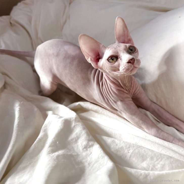 ブリーダー画像