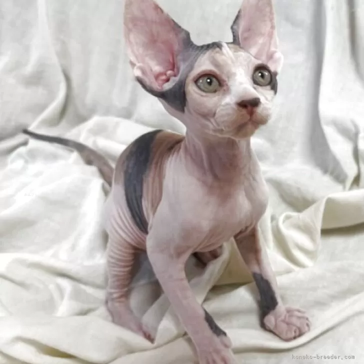 ID:2508-02494の子猫