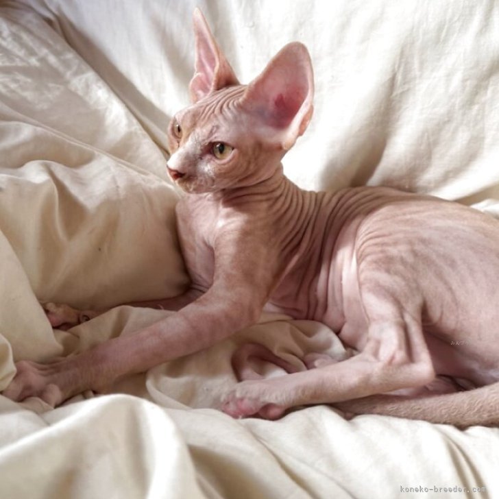 ブリーダー画像