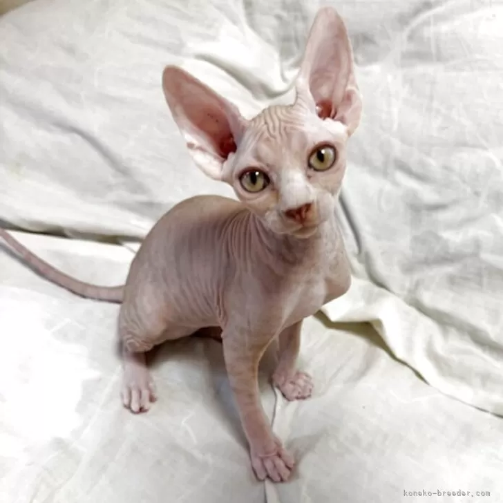 ID：2508-02478の子猫