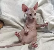 スフィンクス【滋賀県・女の子・2025年5月16日・ブラウン&ホワイト】の写真6