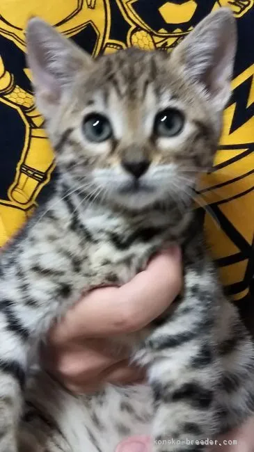 ID：1911-00718の子猫