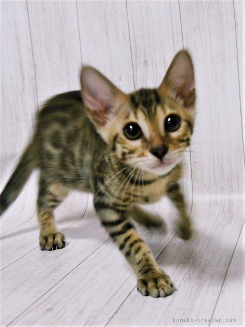 ID:1707-01263の子猫