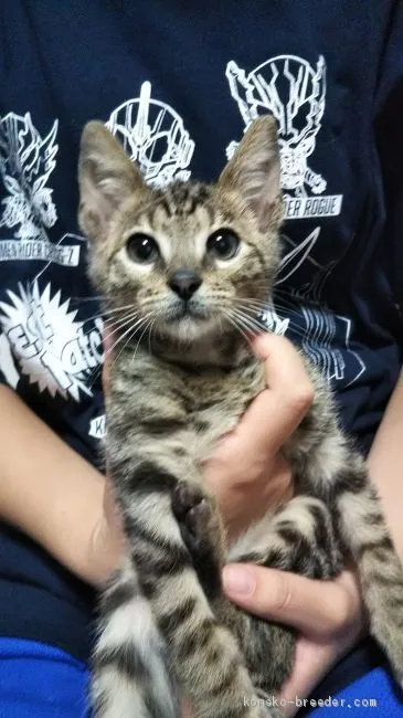 ID：1911-00715の子猫