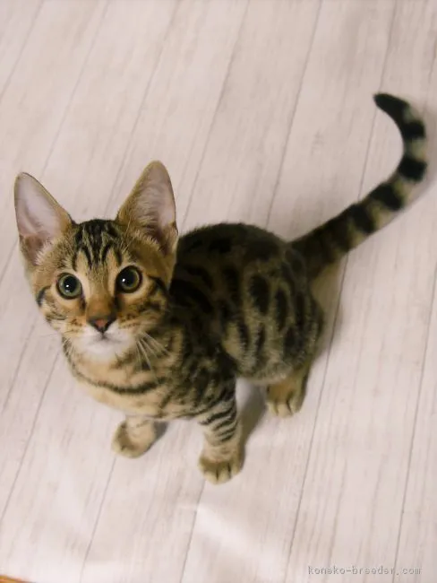 れりめね 様のお迎えした子猫