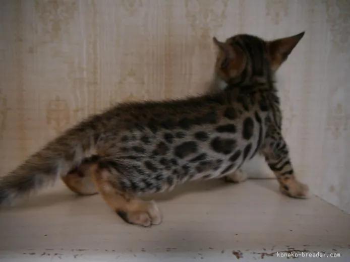 ID：1511-00122の子猫