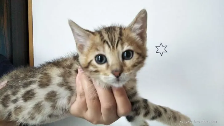 ID:1906-00890の子猫