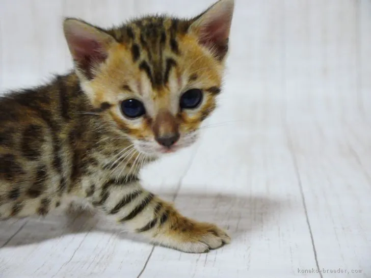 ID:1810-00620の子猫