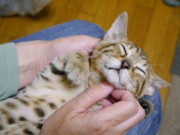 ベンガル【埼玉県・男の子・2017年1月17日・ブラウンスポッテッドタビー】の写真「おっとり癒し系男子」