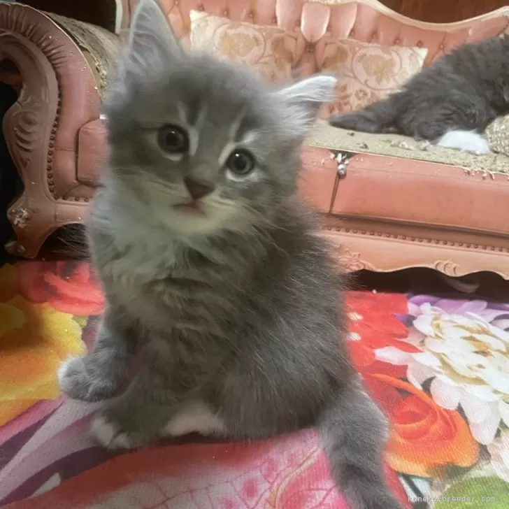 ID:2407-02841の子猫