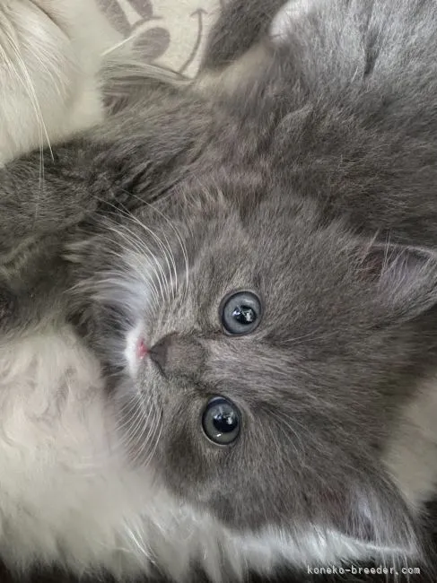 ID:2107-00683の子猫