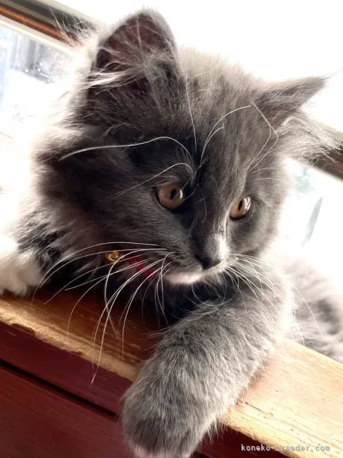 K.A 様のお迎えした子猫