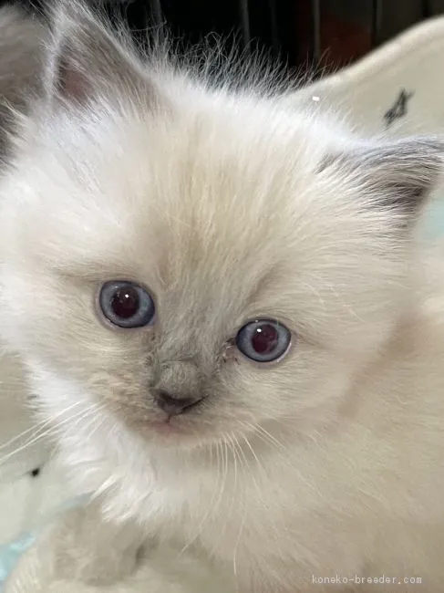 ID：2011-01856の子猫