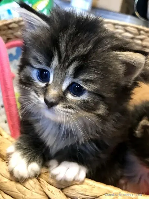 ID：2003-00499の子猫