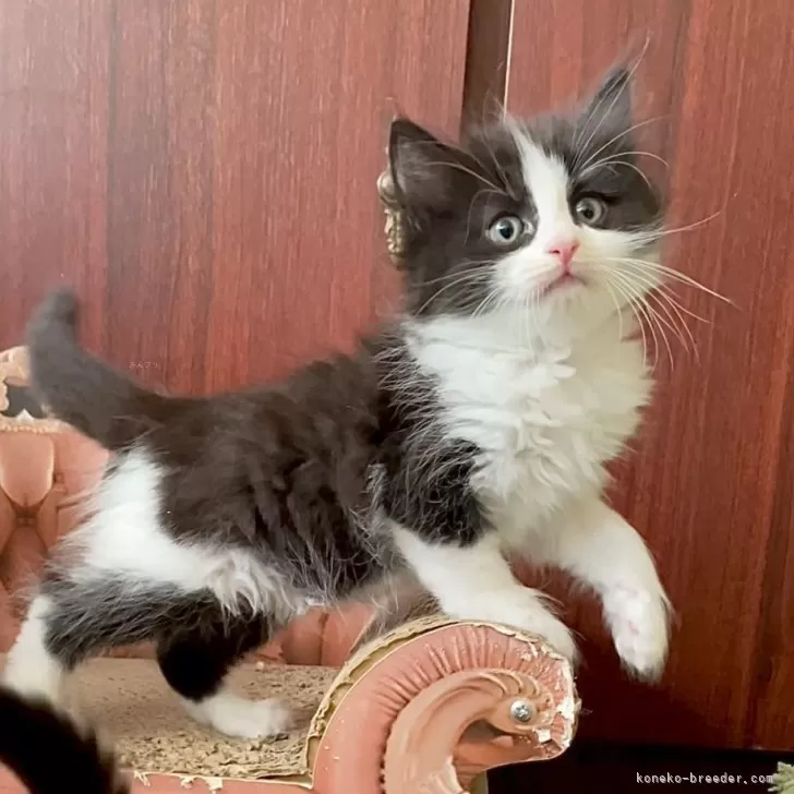 ID:2407-02633の子猫